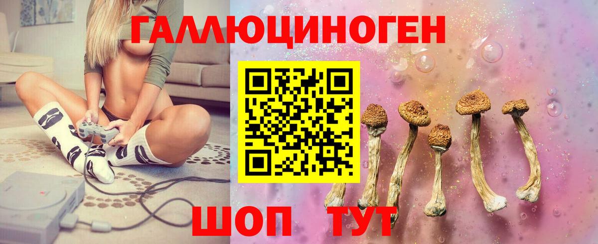 Галлюциногенные грибы Psilocybe Чернушка